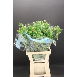 Ran Butterfly Eris 70cm