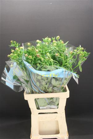 <h4>Ran Butterfly Eris 70cm</h4>