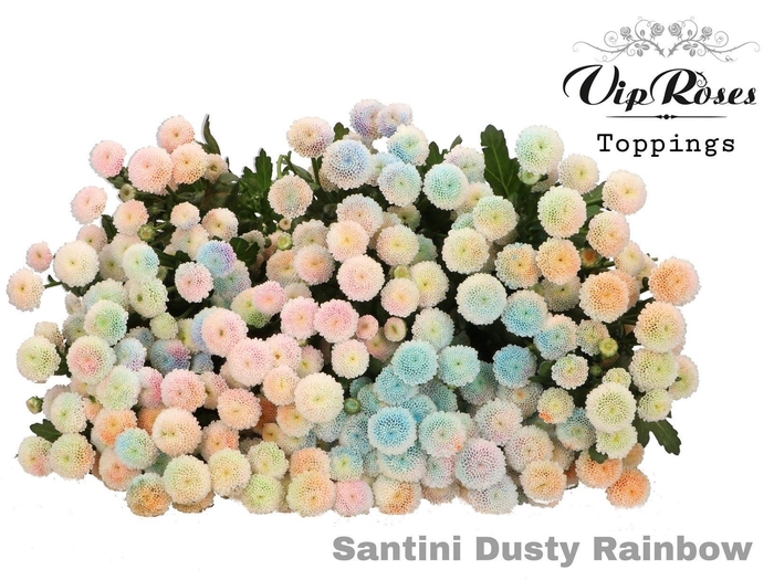 <h4>CHRYSANTHEMUM SA DYED RAINBOW</h4>