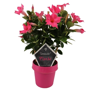 Mandevilla Sundaville Classic Pink op rek  (Dipladenia)