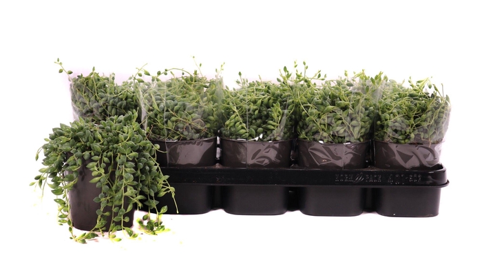 <h4>Senecio herreianus 12 cm</h4>