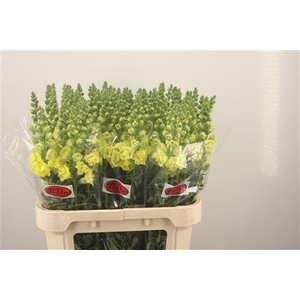 Antirrhinum Nl. Legend Double Yellow
