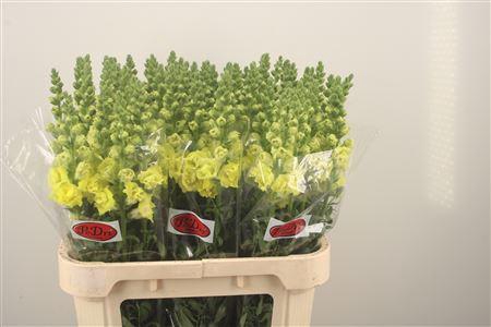 <h4>Antirrhinum Nl. Legend Double Yellow</h4>