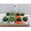 Arr.   Planten L%