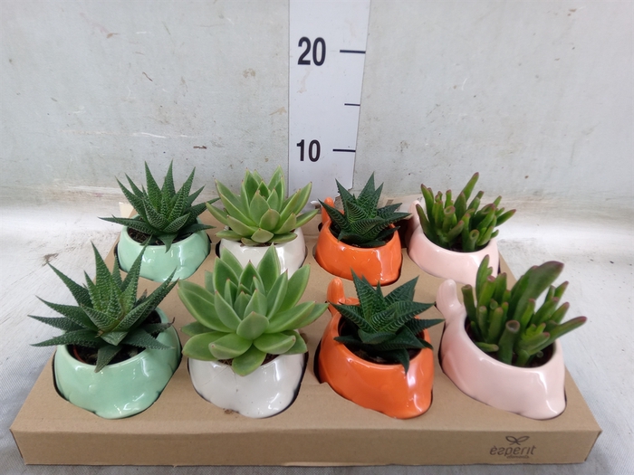<h4>Arr.   Planten L%</h4>