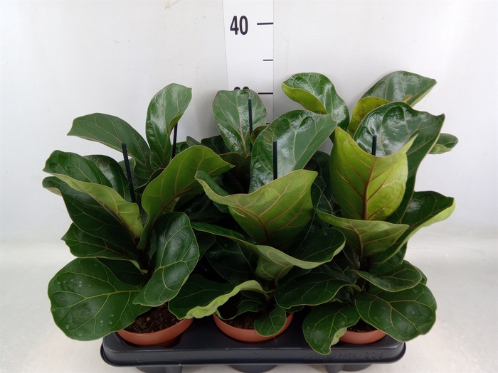 <h4>Ficus lyrata 'Bambino'</h4>