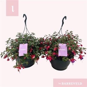 Fuchsia mix hangpot 23cm