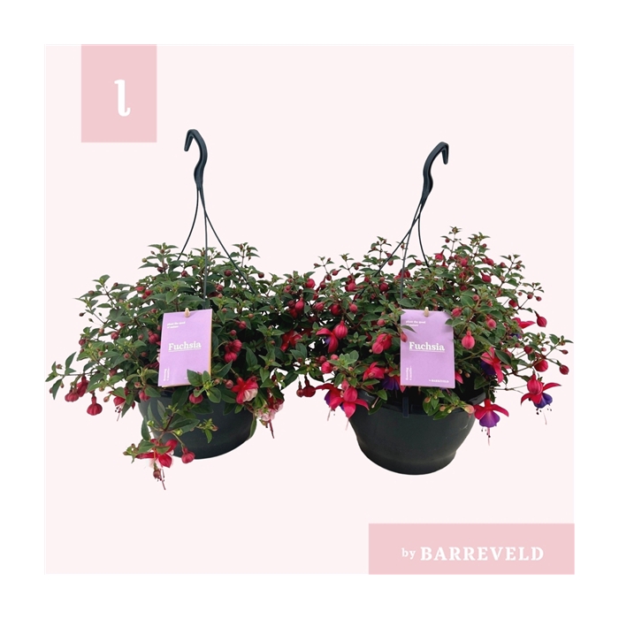 <h4>Fuchsia mix hangpot 23cm</h4>