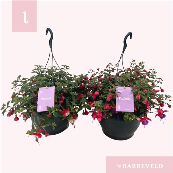 <h4>Fuchsia mix hangpot 23cm</h4>