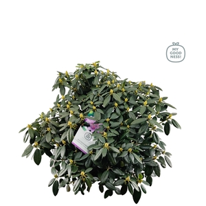 Rhododendron hybr. 'Cat. Grandiflorum' C25 100+