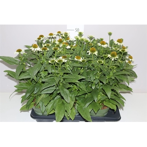 Echinacea Som Blanco White