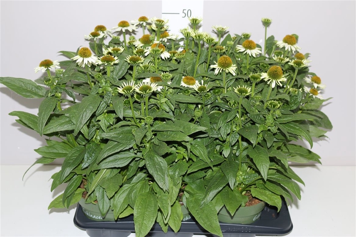 <h4>Echinacea Som Blanco White</h4>