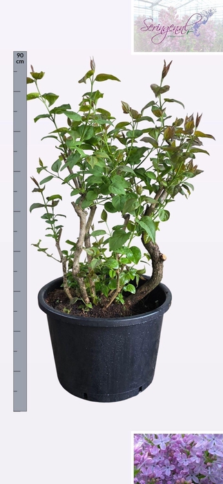 <h4>SYRI V LAVALIENSIS</h4>