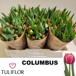 TU DU COLUMBUS