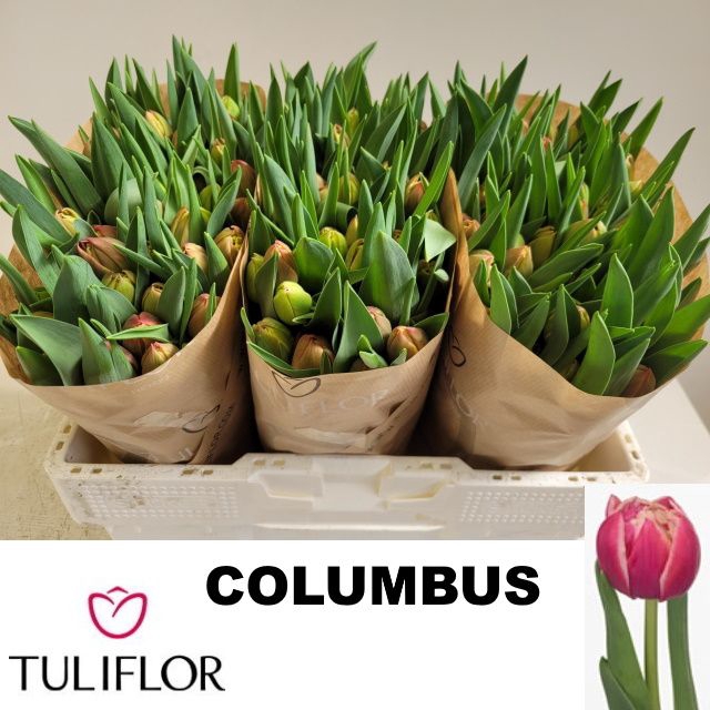 <h4>TU DU COLUMBUS</h4>