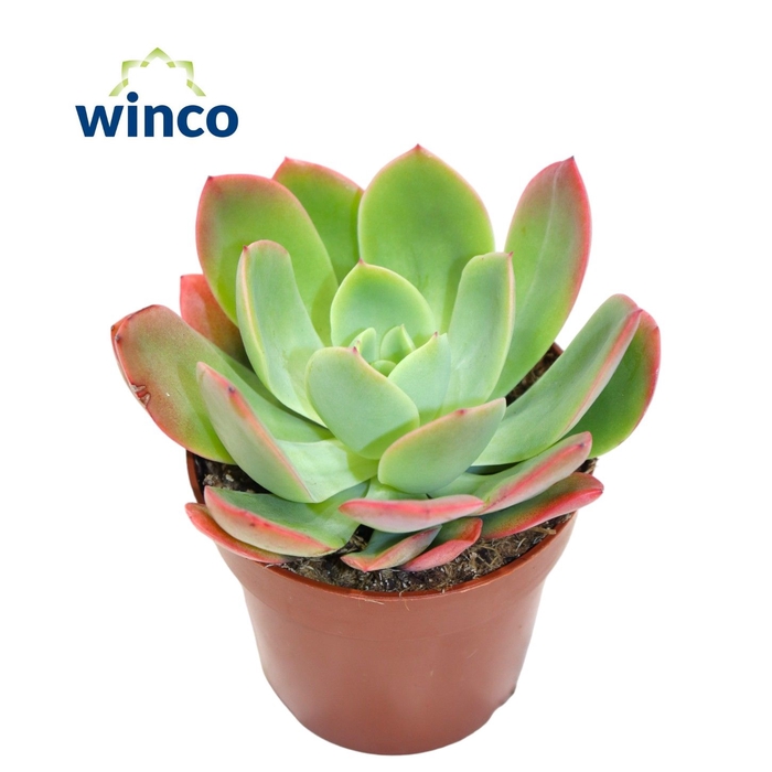 <h4>Echeveria Luella</h4>