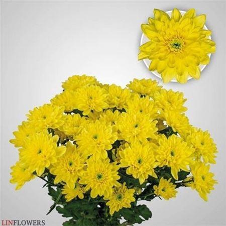 <h4>Chr T Baltica Yellow</h4>