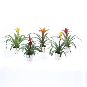 Bromelia mix in hartjescover