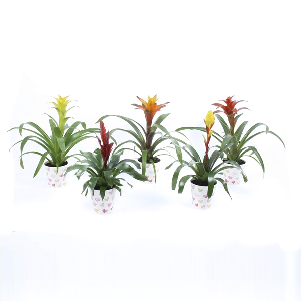 <h4>Bromelia mix in hartjescover</h4>