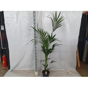 HOWEA FORSTERIANA