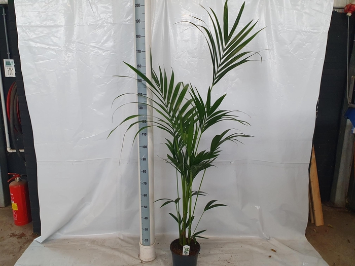 <h4>HOWEA FORSTERIANA</h4>