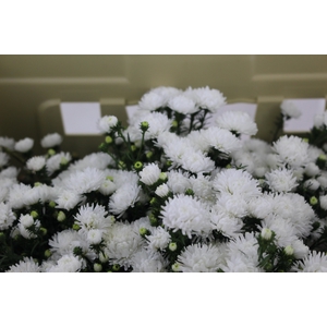 ASTER MARIANA 040 CM