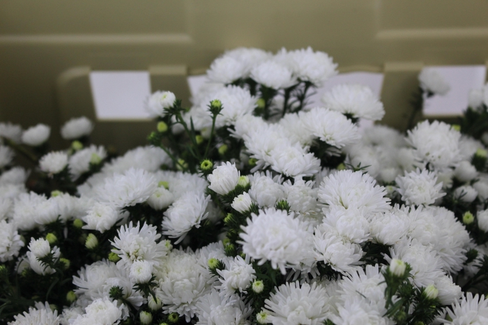 <h4>ASTER MARIANA 040 CM</h4>