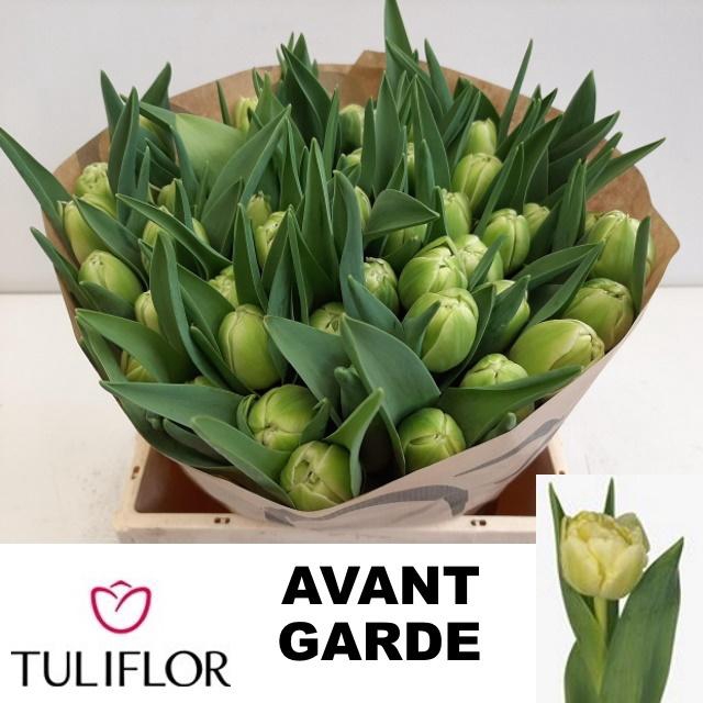 <h4>TU DU AVANT GARDE</h4>