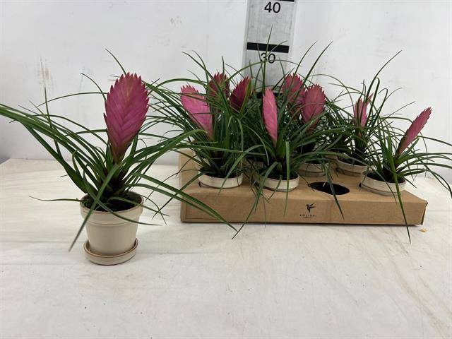 <h4>ARR TILLANDSIA</h4>