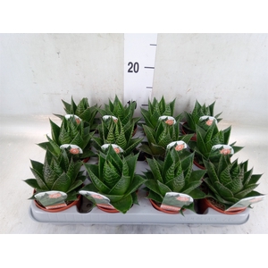 Aloe aristata 'Cosmo'