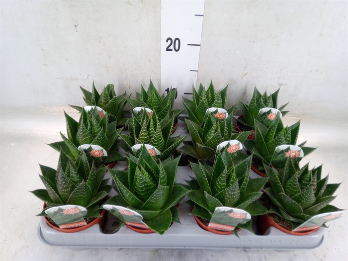 <h4>Aloe aristata 'Cosmo'</h4>