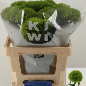Di Barbatus Kiwi Mellow Peter Voort