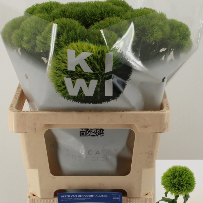 <h4>DI BARB KIWI MELLOW</h4>