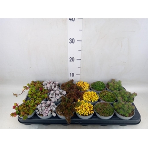 Sedum   ...