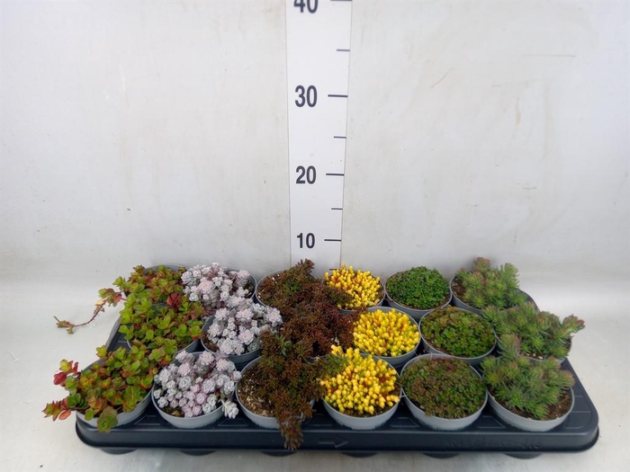 <h4>Sedum   ...</h4>