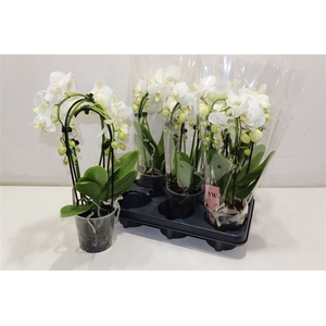 Phal An Inverness Cascade