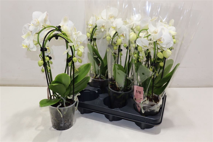 <h4>Phal An Inverness Cascade</h4>