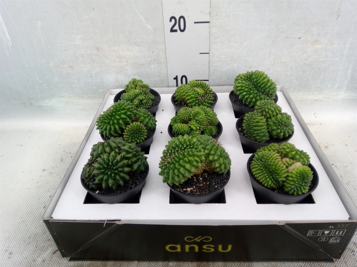 <h4>Cactus   ...</h4>