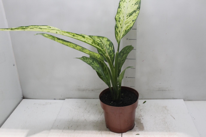 <h4>DIEF. VESUVIUS P17</h4>