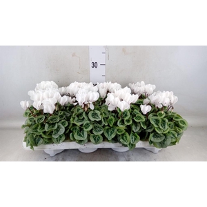 Cyclamen KL 'Picasso'