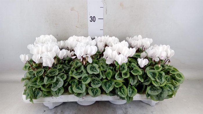 <h4>Cyclamen KL 'Picasso'</h4>