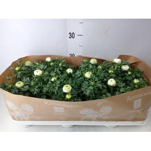 Ranunculus  'Sprinkles White'