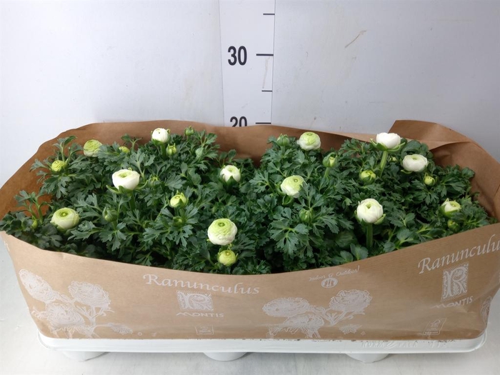 <h4>Ranunculus  'Sprinkles White'</h4>