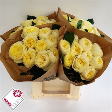 <h4>Rosa a grande fleur 'White Vuvuzela'</h4>