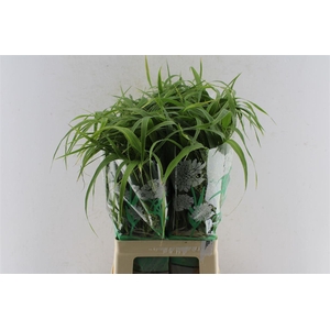 Panicum Fountain