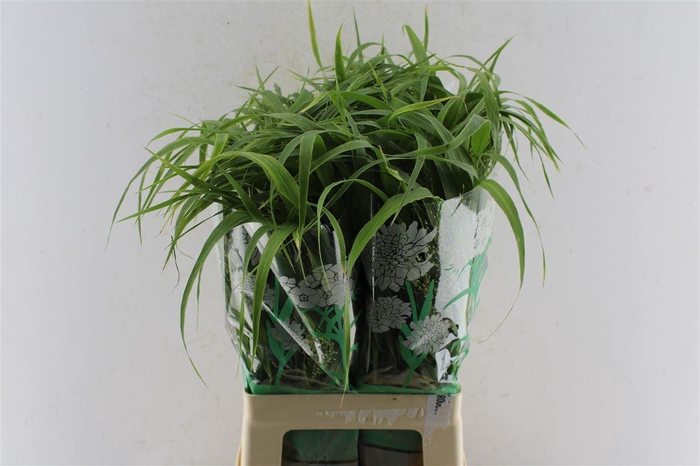 <h4>Panicum Fountain</h4>