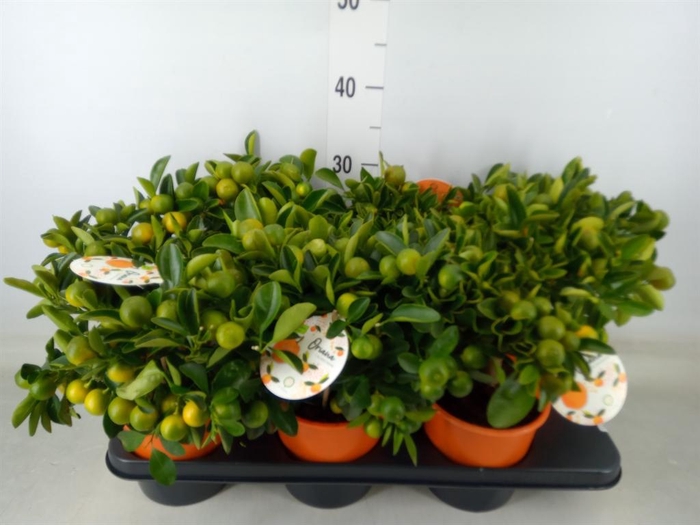 <h4>Citrofortunella mic.</h4>