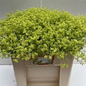 Alchem M Robustica