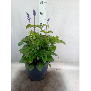 Salvia  'Mystic Spires Blue'