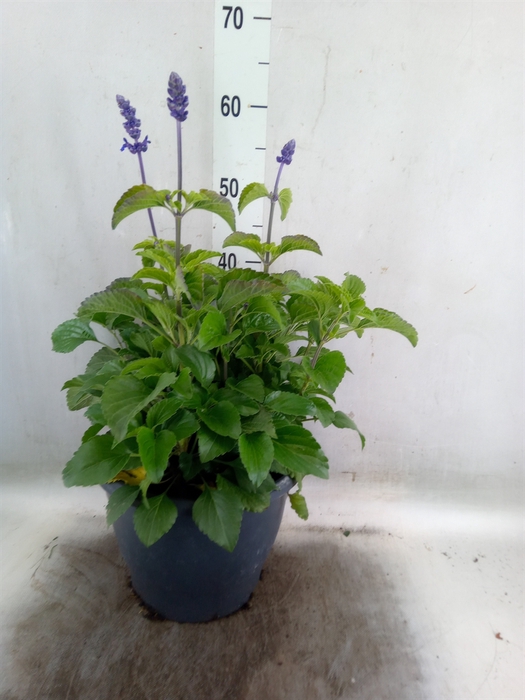 <h4>Salvia  'Mystic Spires Blue'</h4>